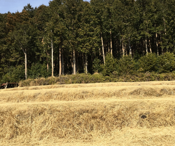 【21円】過積載82.08kW ローン可能 出力抑制なし 三重県桑名市桑名_第1土地付き分譲太陽光発電物件
