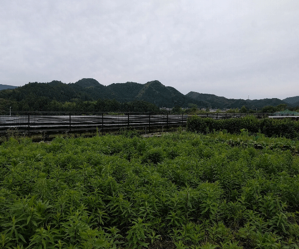 【21円】低圧47.88kW ローン可能 出力抑制なし 三重県多気郡大台町新田_第1土地付き分譲太陽光発電物件