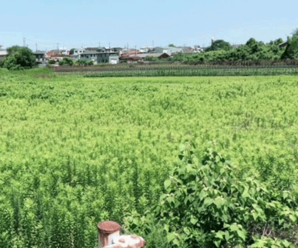 【21円】過積載99kW 出力制限なし フェンス込み 三重県鈴鹿市土地付き分譲太陽光発電物件