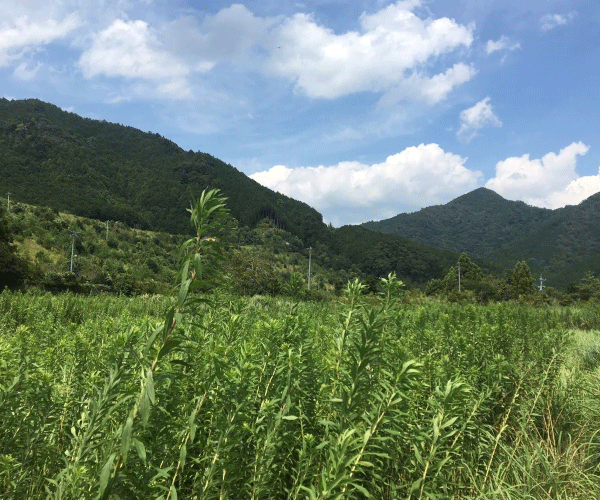 【21円】過積載82.08kW ローン可能 出力抑制なし 三重県桑名市桑名_第1土地付き分譲太陽光発電物件