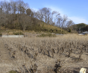 【32円】55kw 限定1区画 土地賃貸 長野県飯田市土地付き分譲太陽光発電物件