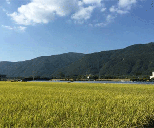 【32円】徳島県三好市 56kW土地付き分譲太陽光発電物件