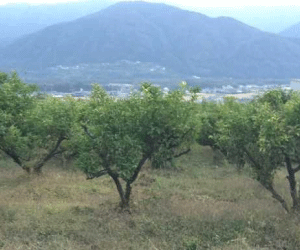 【32円】徳島県三好市 56kW土地付き分譲太陽光発電物件